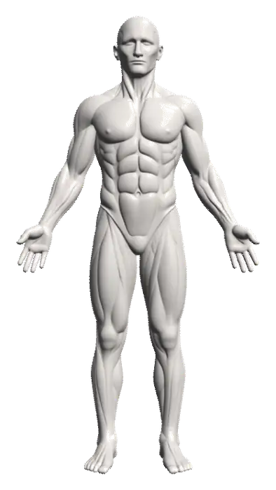 male anatomical rotation